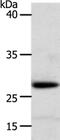 Retinoic Acid Receptor Responder 1 antibody, PA5-50585, Invitrogen Antibodies, Western Blot image 