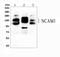 Neural Cell Adhesion Molecule 1 antibody, A00184, Boster Biological Technology, Western Blot image 
