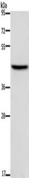 TFDP1 antibody, TA349901, Origene, Western Blot image 