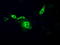 Cytochrome P450 Oxidoreductase antibody, TA500600, Origene, Immunofluorescence image 