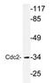 Cyclin-dependent kinase 1 antibody, AP20725PU-N, Origene, Western Blot image 
