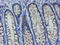 Sentrin-specific protease 2 antibody, LS-C175138, Lifespan Biosciences, Immunohistochemistry frozen image 