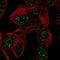 Ataxin-7-like protein 3 antibody, HPA064316, Atlas Antibodies, Immunofluorescence image 