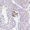 Zinc Finger And SCAN Domain Containing 5B antibody, PA5-63738, Invitrogen Antibodies, Immunohistochemistry frozen image 