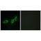 Midline 1 antibody, A01774, Boster Biological Technology, Immunohistochemistry paraffin image 