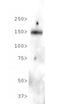 NPC1 Like Intracellular Cholesterol Transporter 1 antibody, NB400-127, Novus Biologicals, Western Blot image 