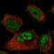 Small Nuclear Ribonucleoprotein U1 Subunit 70 antibody, HPA042050, Atlas Antibodies, Immunocytochemistry image 
