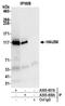 HAUS augmin-like complex subunit 6 antibody, A305-458A, Bethyl Labs, Immunoprecipitation image 