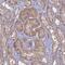 MIA SH3 Domain Containing antibody, NBP2-34846, Novus Biologicals, Immunohistochemistry frozen image 