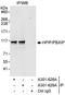 HPIP antibody, A301-629A, Bethyl Labs, Immunoprecipitation image 