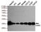 Caudal Type Homeobox 2 antibody, TA346912, Origene, Western Blot image 