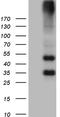 Metabotropic glutamate receptor 4 antibody, LS-C792454, Lifespan Biosciences, Western Blot image 