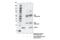 Cytochrome C Oxidase Subunit 4I1 antibody, 38563S, Cell Signaling Technology, Immunoprecipitation image 