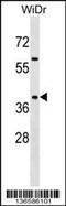Synapse Associated Protein 1 antibody, 59-094, ProSci, Western Blot image 