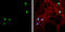 T-Box, Brain 1 antibody, GTX117615, GeneTex, Immunofluorescence image 