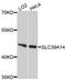 Solute Carrier Family 39 Member 14 antibody, A10413, ABclonal Technology, Western Blot image 