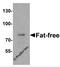 Protein fat-free homolog antibody, 6979, ProSci, Western Blot image 