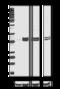 ERK1/2 Phospho (Thr202/Tyr204) antibody, 369501, BioLegend, Western Blot image 
