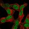 Zinc Finger Protein 12 antibody, HPA063402, Atlas Antibodies, Immunocytochemistry image 