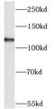 RAB11 Binding And LisH Domain, Coiled-Coil And HEAT Repeat Containing antibody, FNab04544, FineTest, Western Blot image 