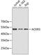 Atypical Chemokine Receptor 3 antibody, 19-073, ProSci, Western Blot image 