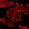 Lymphocyte Cytosolic Protein 1 antibody, LS-C667888, Lifespan Biosciences, Immunofluorescence image 