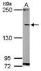 HCF-1 antibody, PA5-30222, Invitrogen Antibodies, Western Blot image 
