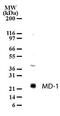 Lymphocyte Antigen 86 antibody, PA1-41586, Invitrogen Antibodies, Western Blot image 