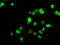 Replication Protein A2 antibody, LS-C114842, Lifespan Biosciences, Immunofluorescence image 