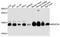 NADH dehydrogenase [ubiquinone] iron-sulfur protein 5 antibody, abx001171, Abbexa, Western Blot image 
