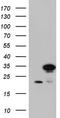 MAC2 antibody, TA804725, Origene, Western Blot image 