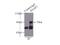 Kelch Like ECH Associated Protein 1 antibody, 10503-2-AP, Proteintech Group, Immunoprecipitation image 