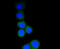 40S ribosomal protein S3 antibody, 13-940, ProSci, Immunofluorescence image 