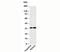 C-Type Lectin Domain Family 1 Member A antibody, 33-024, ProSci, Western Blot image 