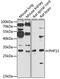 PHD Finger Protein 13 antibody, 23-231, ProSci, Western Blot image 