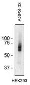 Alkylglycerone Phosphate Synthase antibody, NBP2-62219, Novus Biologicals, Western Blot image 