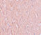 Leucine Rich Repeat Transmembrane Neuronal 2 antibody, 6169, ProSci, Immunohistochemistry frozen image 