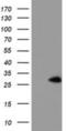 N-Acetylneuraminic Acid Phosphatase antibody, NBP2-01935, Novus Biologicals, Western Blot image 