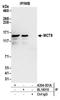 Monocarboxylate transporter 8 antibody, A304-351A, Bethyl Labs, Immunoprecipitation image 