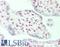 Cohesin subunit SA-2 antibody, LS-B11285, Lifespan Biosciences, Immunohistochemistry paraffin image 