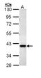 Dual Specificity Phosphatase 6 antibody, orb73898, Biorbyt, Western Blot image 