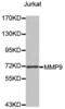 Matrix Metallopeptidase 9 antibody, abx004717, Abbexa, Western Blot image 