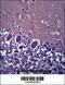 Abhydrolase Domain Containing 4 antibody, 57-192, ProSci, Immunohistochemistry frozen image 