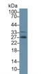 Adiponectin, C1Q And Collagen Domain Containing antibody, LS-C292655, Lifespan Biosciences, Western Blot image 