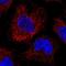 JRK Like antibody, NBP1-91986, Novus Biologicals, Immunocytochemistry image 