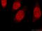 ELAV Like RNA Binding Protein 1 antibody, 11910-1-AP, Proteintech Group, Immunofluorescence image 