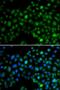 MUS81 Structure-Specific Endonuclease Subunit antibody, orb373483, Biorbyt, Immunofluorescence image 
