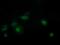 Mitochondrial Ribosomal Protein S34 antibody, MA5-26089, Invitrogen Antibodies, Immunocytochemistry image 