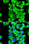 40S ribosomal protein S3a antibody, 19-919, ProSci, Immunofluorescence image 