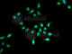 Lymphoid-specific helicase antibody, A5831, ABclonal Technology, Immunofluorescence image 